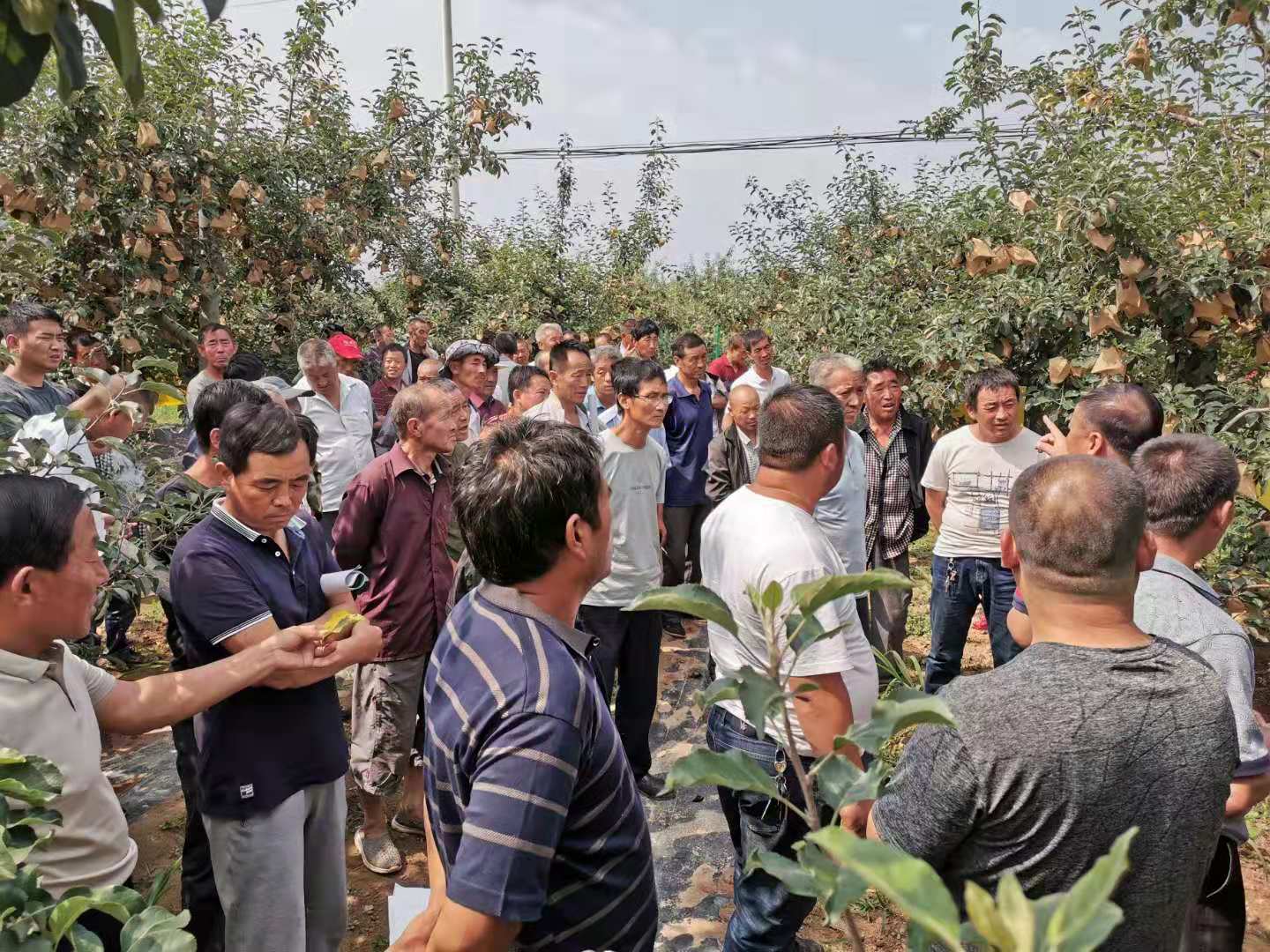 富县苹果镇新闻富县苹果市场调查-第2张图片-太平洋在线下载