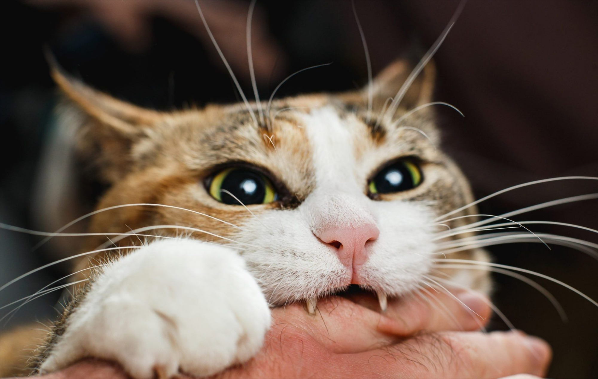 小猫壁纸安卓版花猫壁纸网官网入口