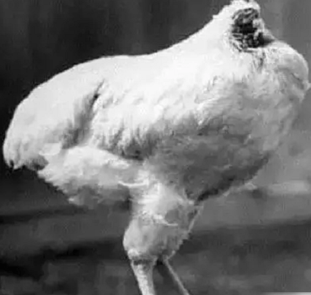 苹果吃鸡国外版
:无头鸡竟然存活一周，为何斩掉鸡头还能不死