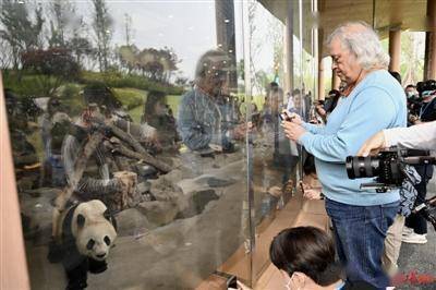 熊猫手机:媒体代表参观熊猫基地，惊呼——“太奇妙了！太可爱了！”