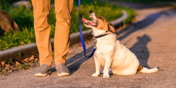养犬的边界：为公共生活立范